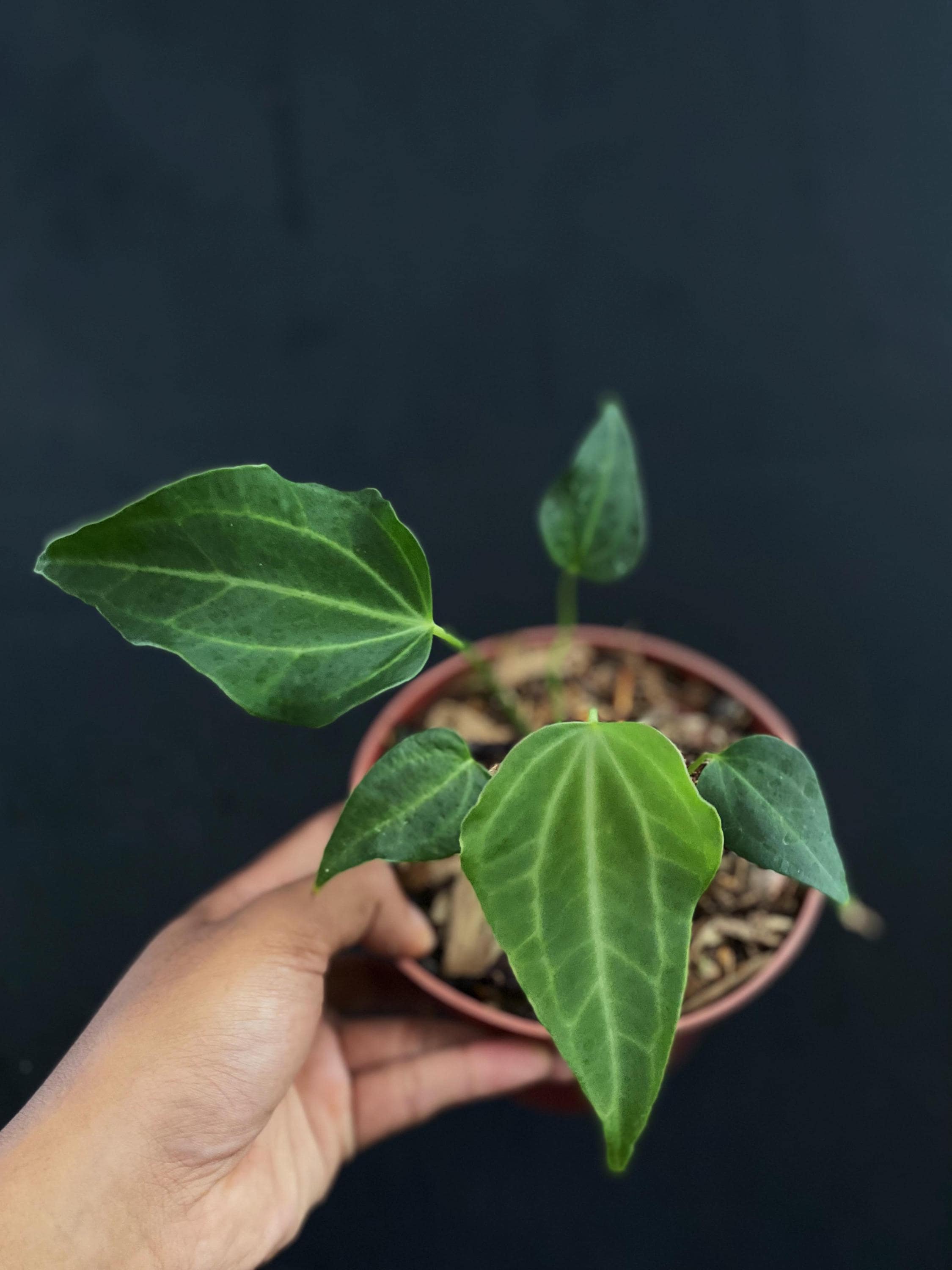 アンスリウムKOS from HU Anthurium Silver blush x KOS/HU ( King of spades) – Aroid Market