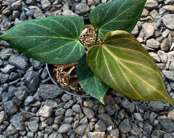 その他観葉植物 anthurium king of spades HU Anthurium King of Spades Regal Beauty | HappiestPlantsbyAMJ