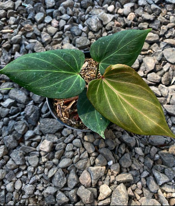 その他観葉植物 Anthurium KOS Butterfly from HU Anthurium K O S(HU) *Butterfly