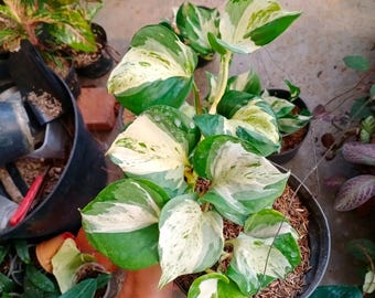Pothos manjula | freie pflanzengesundheitliche inkl.Einfuhrerlaubnis