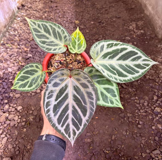 Anthurium Red Tiger X Tezula From Mr. Haji Ulih | Best Seller