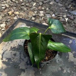 Op de afbeelding: Een kleine groene plant met grote, donkergroene bladeren die in een zwarte pot groeit. De plant staat op een grijs, getextureerd oppervlak.