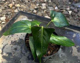 anthurium portilae indo | darmowy fitosanitarny
