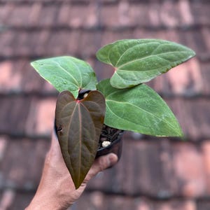 Anthurium dark phoenix - Etsy 日本