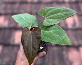 Anthurium Red Vein Dark Phoenix full plant US seller - Etsy 日本 Anthurium Red Vein Dark Phoenix full plant US seller - Etsy 日本