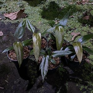Anthurium superbum - Etsy 日本