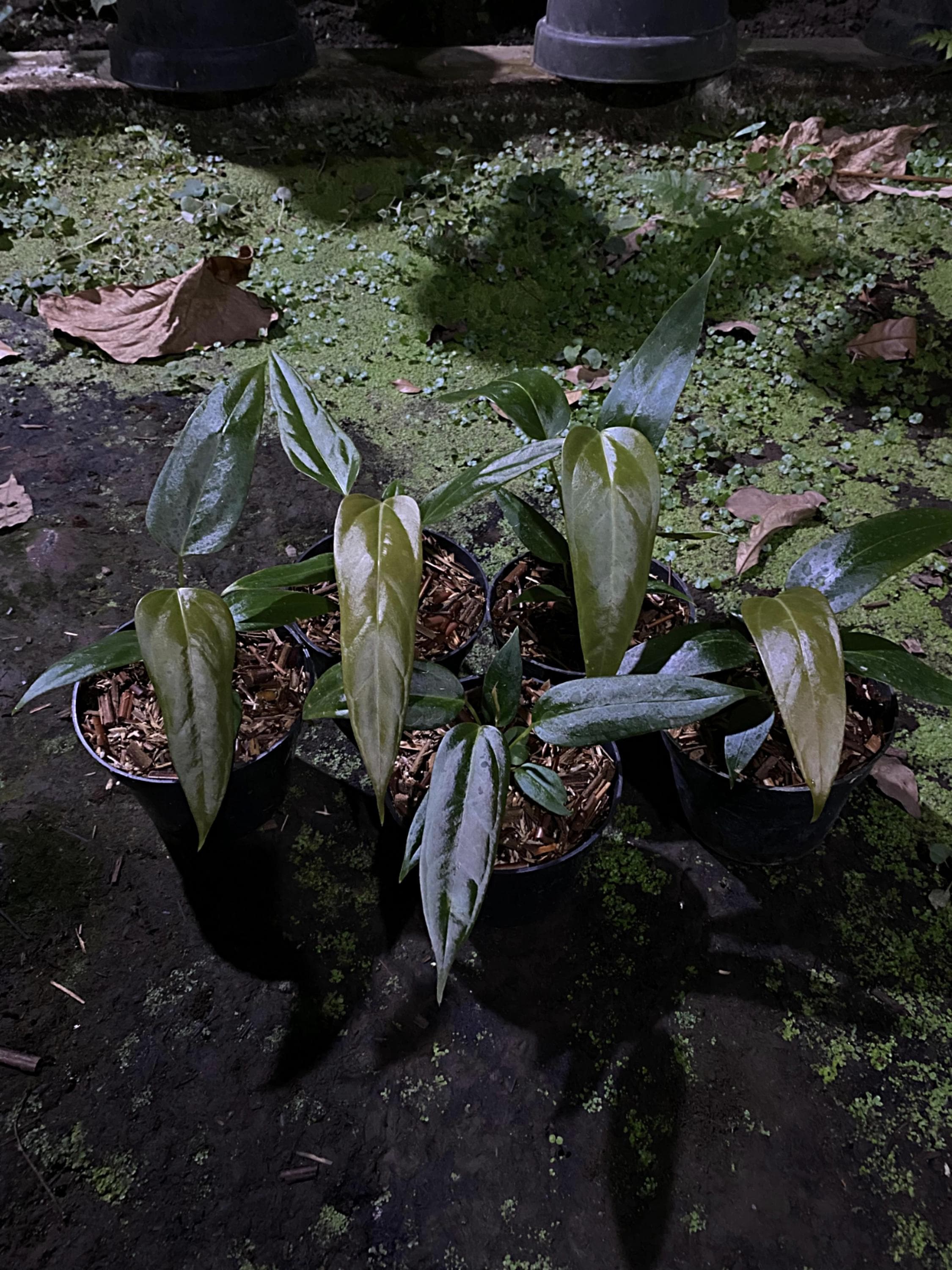 Anthurium superbum - Etsy 日本