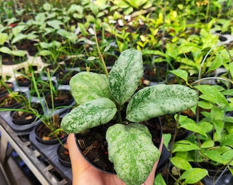 Hoya Waymaniae Cloudy Sky, Hoya Rare 4