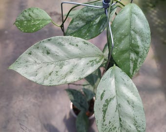 hoya coriacea silver | Free Phytosanitary shipping via DHL express worldwide