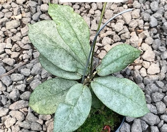 hoya mitrata plata / libre de fitosanitarios