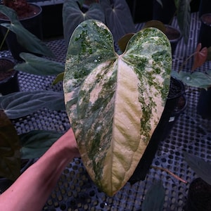 Anthurium fort sherman - Etsy 日本