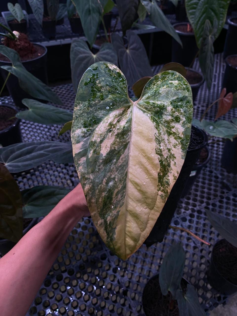 Anthurium fort sherman - Etsy 日本