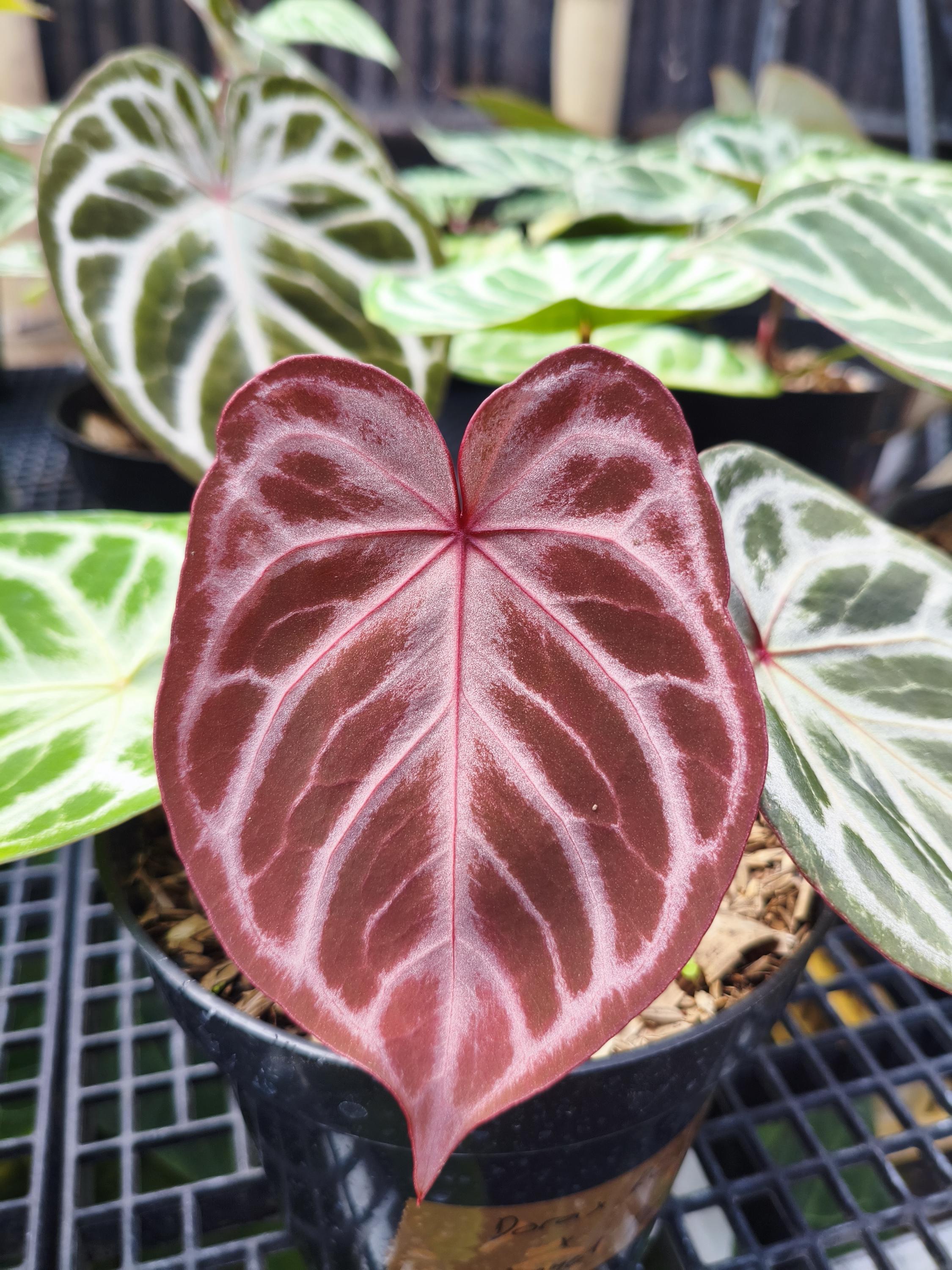 Anthurium Redman X Angel Dream | Include Phytosanitari and Import