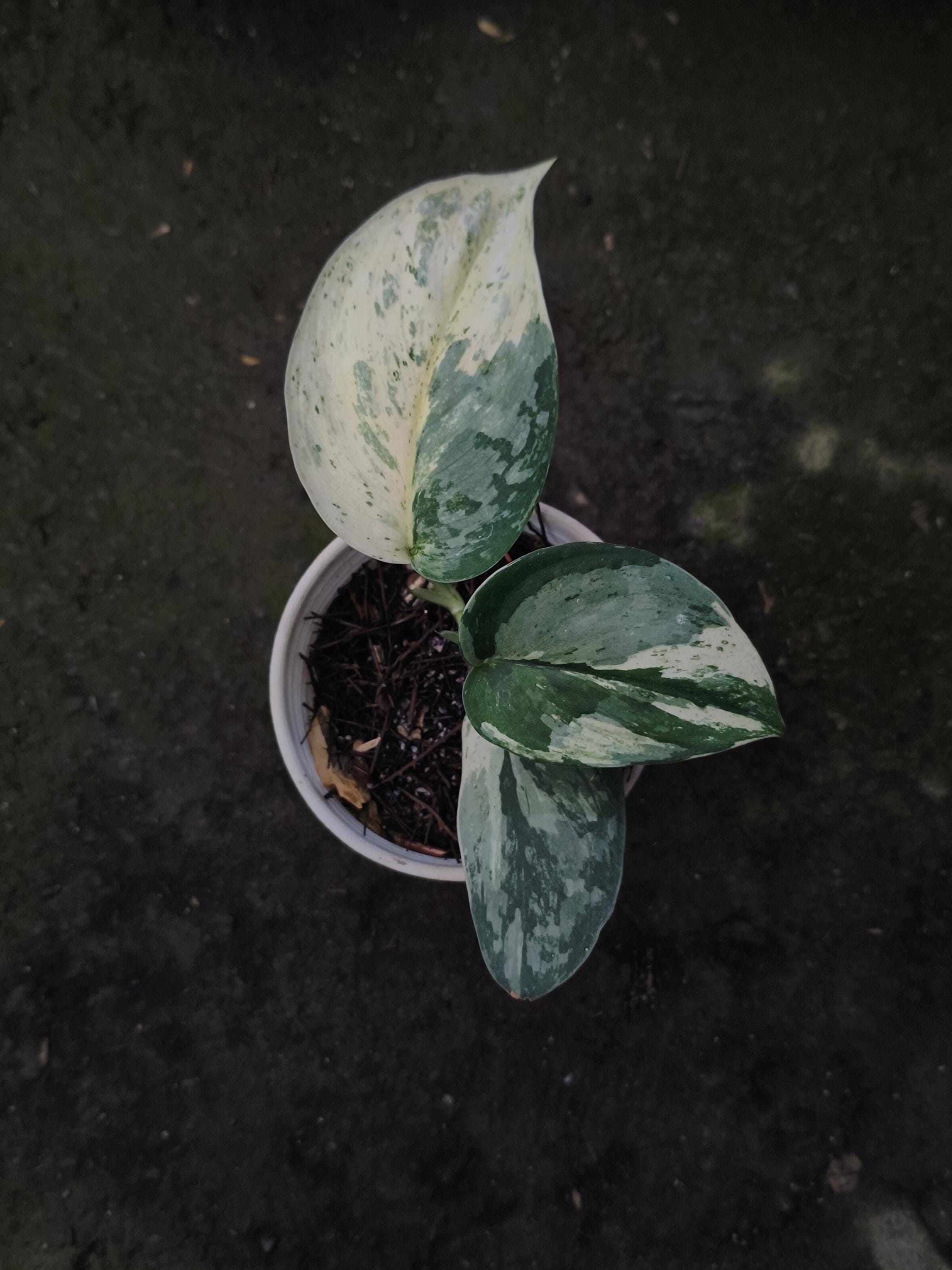 Scindapsus Matcha - Etsy