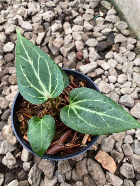 Anthurium King of Spades Butterfly | Anthurium HU | KOS
