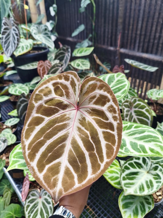 albo heartleaf philodendron Heartleaf Philodendron  Hey Rooted
