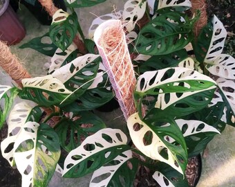 Rvdp X Sp. Nov Df Anthurium — Seedlings - Etsy