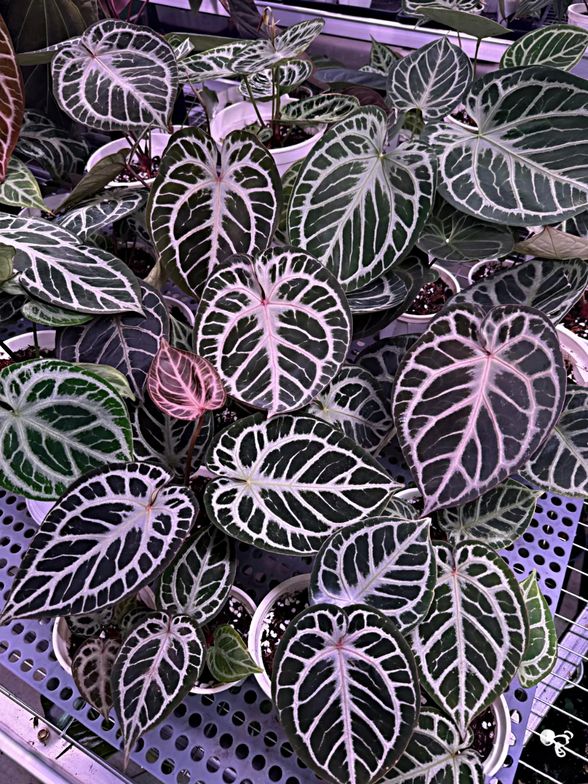 Anthurium Red Tiger From Mr. Haji Ulih | Best Seller Indonesia