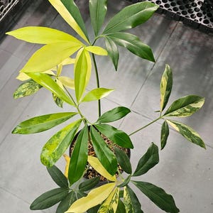 Philodendron Stenolobum - Etsy