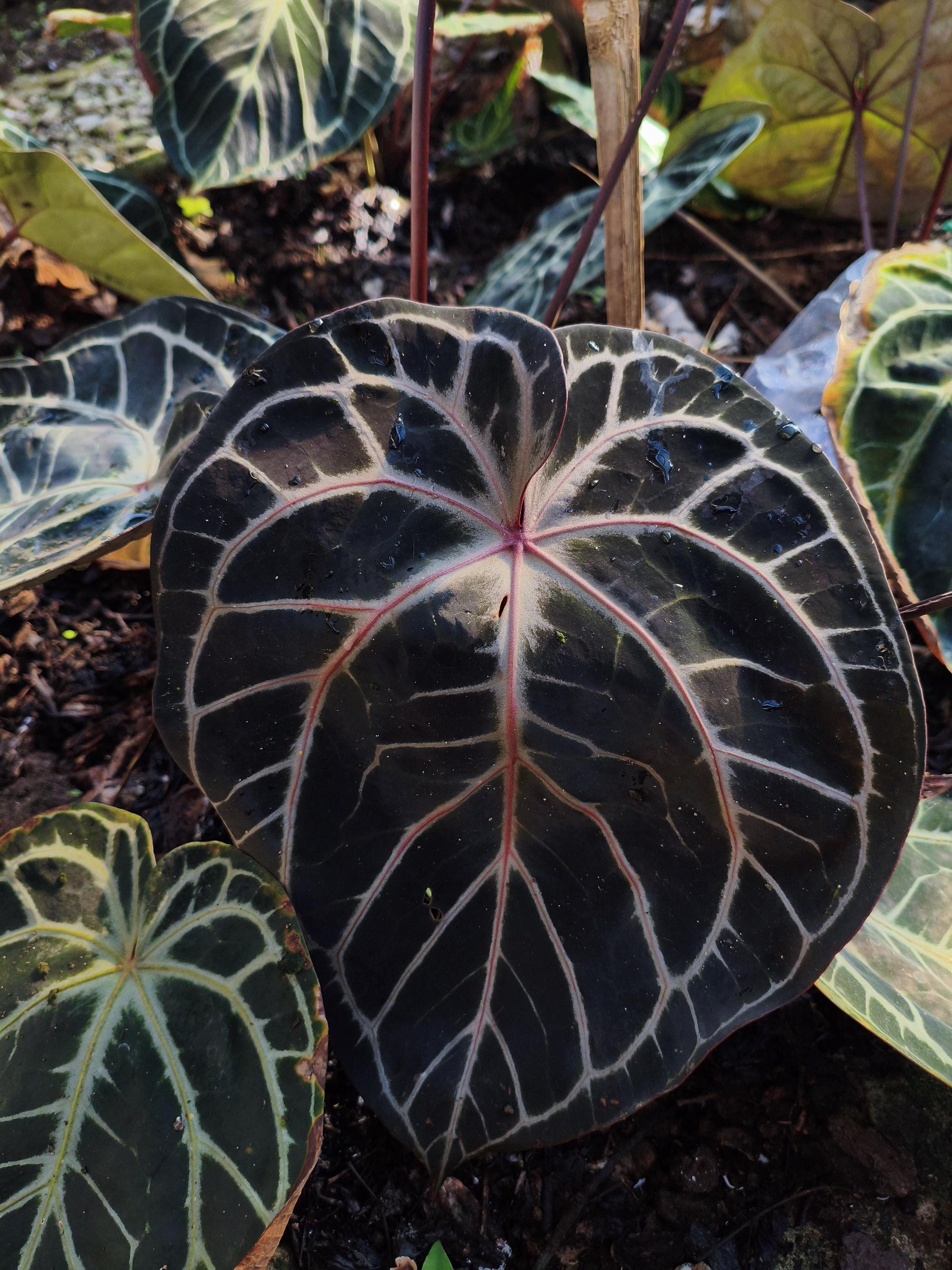 Anthurium crystallinum red - Etsy 日本