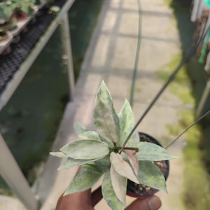 Hoya lacunosa winter pandora - Etsy 日本