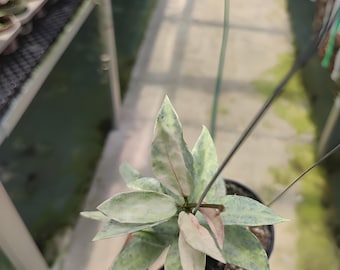 hoya lacunosa winter pandora | Free Phytosanitary shipping via DHL express worldwide