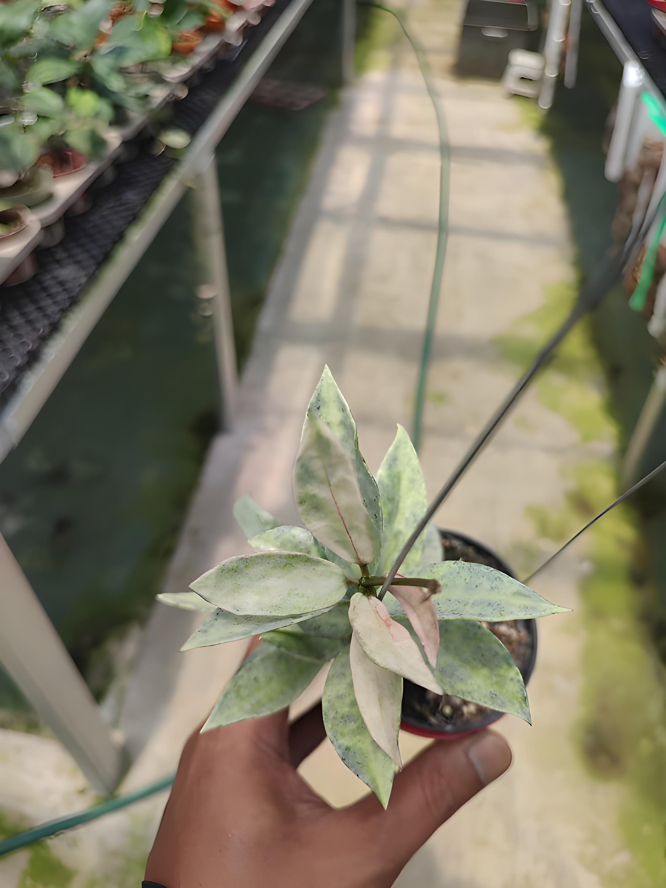 Hoya glabra - Etsy 日本