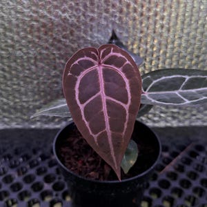 Könnte beinhalten: Anthurium-Pflanze in einem schwarzen Topf. Das große, herzförmige Blatt hat eine tief burgunderrote Farbe mit ausgeprägten hellrosa Adern. Die Pflanze steht vor einem strukturierten Hintergrund.