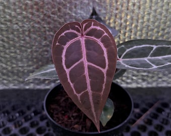 anturio zara michelle x michelle / fitosanitarios gratis / envío DHL Express