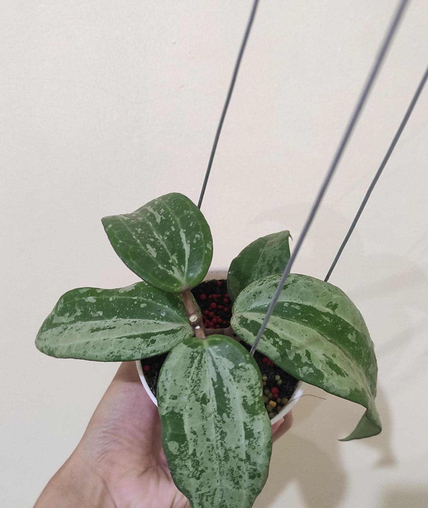 ホヤ・ラティフォリア・シルバー・スプ・インド | 植物検疫免除 - Etsy