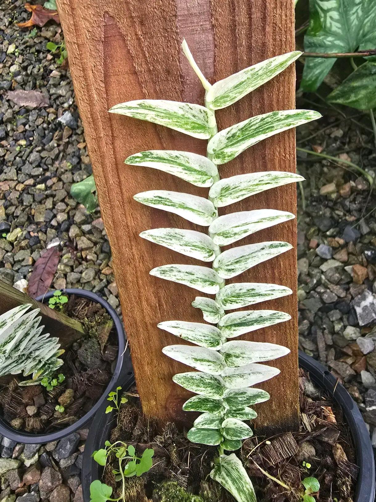 Rhaphidophora megasperma - Etsy 日本