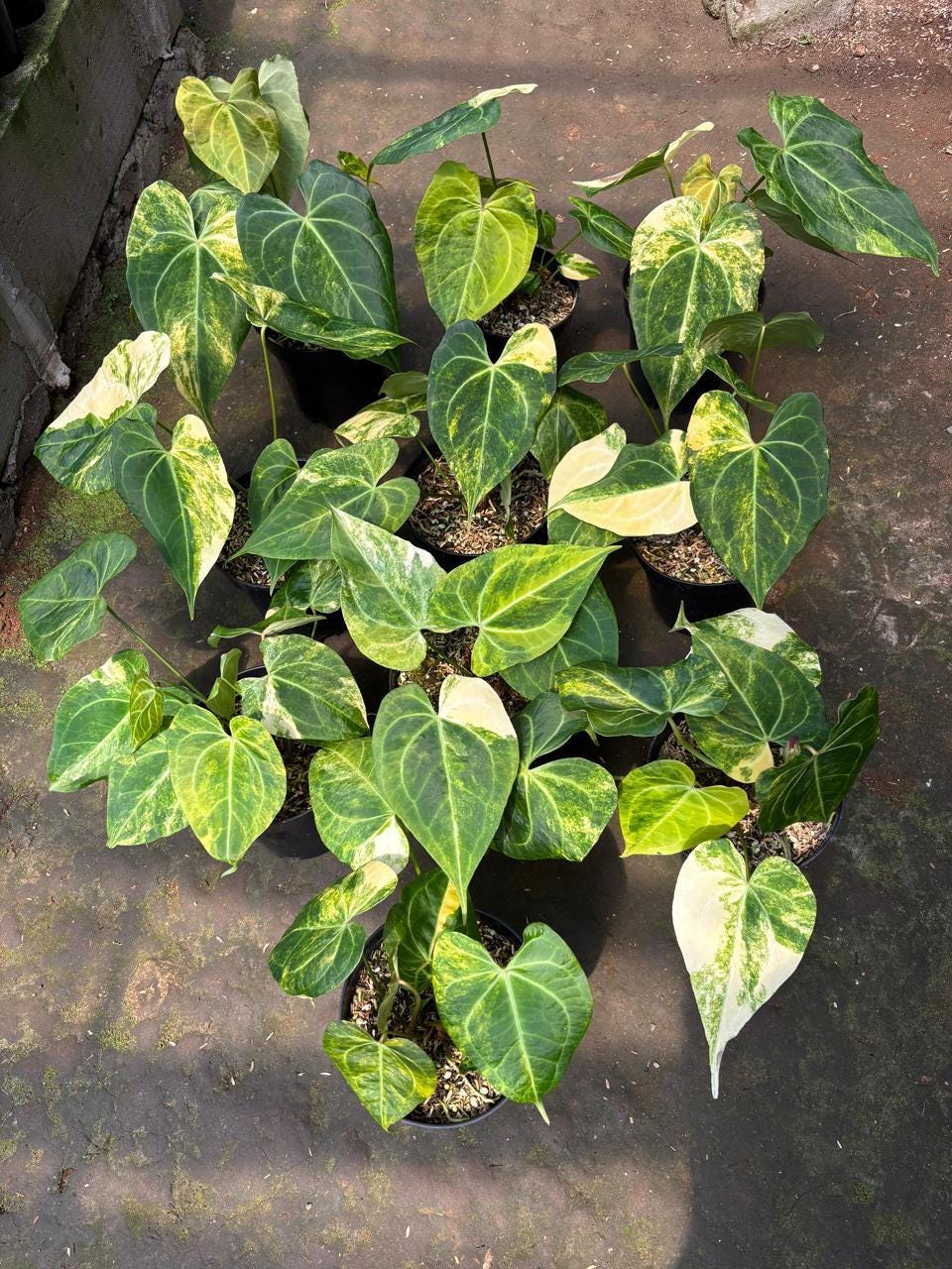 超希少❗️サイズ大❗️アンスリウム　ルネッサンス　斑入り✨ Anthurium variegated - Etsy 日本 その他観葉植物