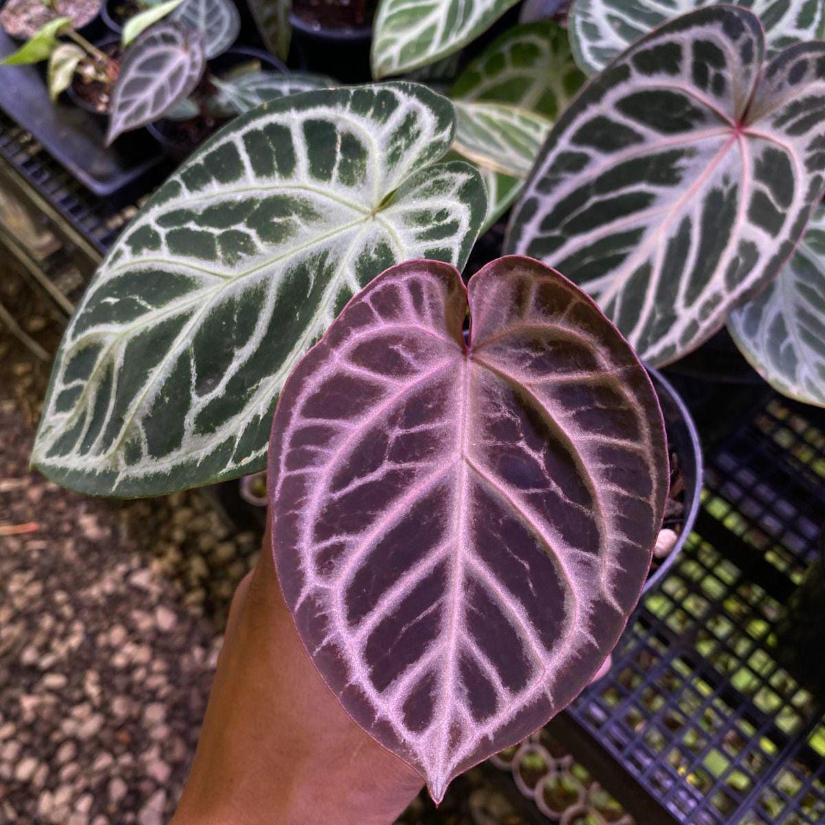 アンスリウム レッドタイガー | ラージサイズ | 植物検疫検査済み
