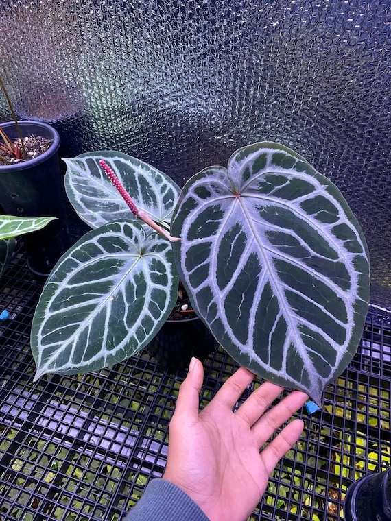 アンスリウム レッドタイガー | ラージサイズ | 植物検疫検査済み