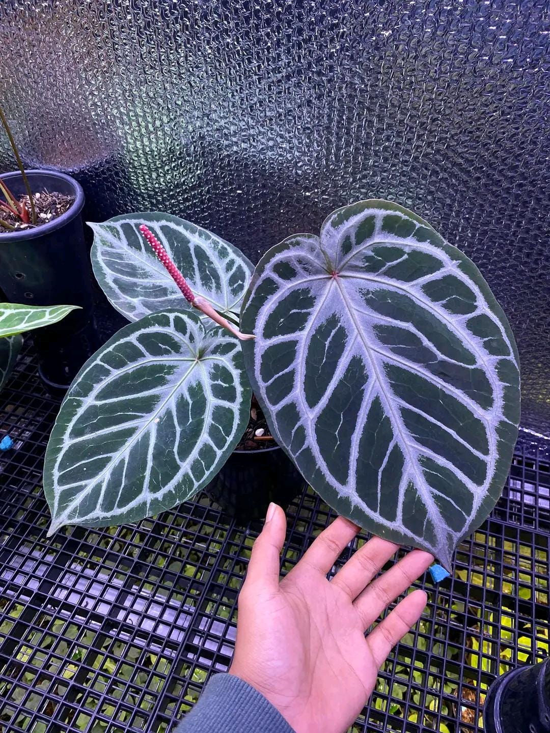 アンスリウム レッドタイガー | ラージサイズ | 植物検疫検査済み