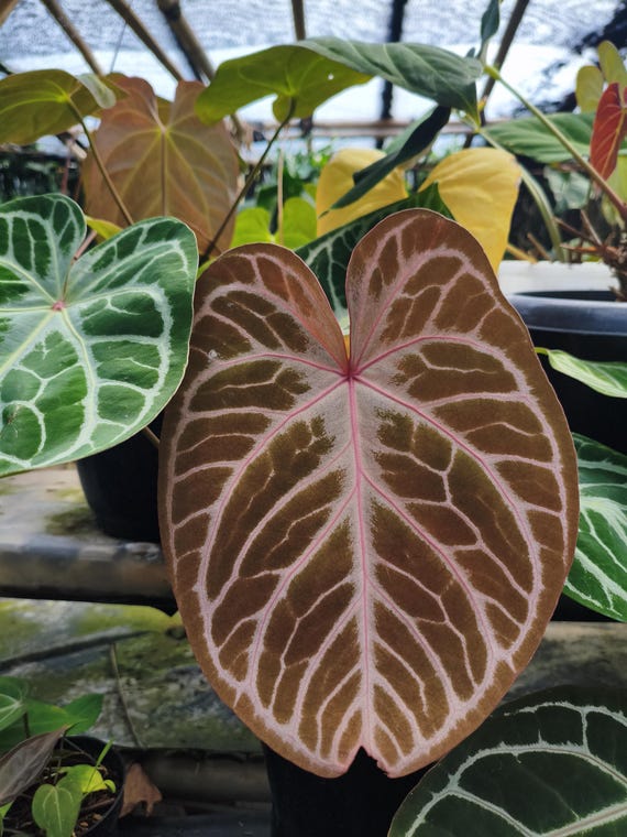 Anthurium Redman X Angel Dream | Include Phytosanitari and Import