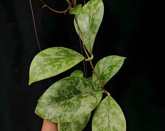 Hoya sp. Kapuas Hulu "Silver Splash" / envío fitosanitario gratuito por DHL Express