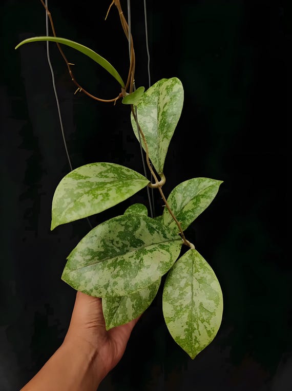 Hoya Sp. Kapuas Hulu 