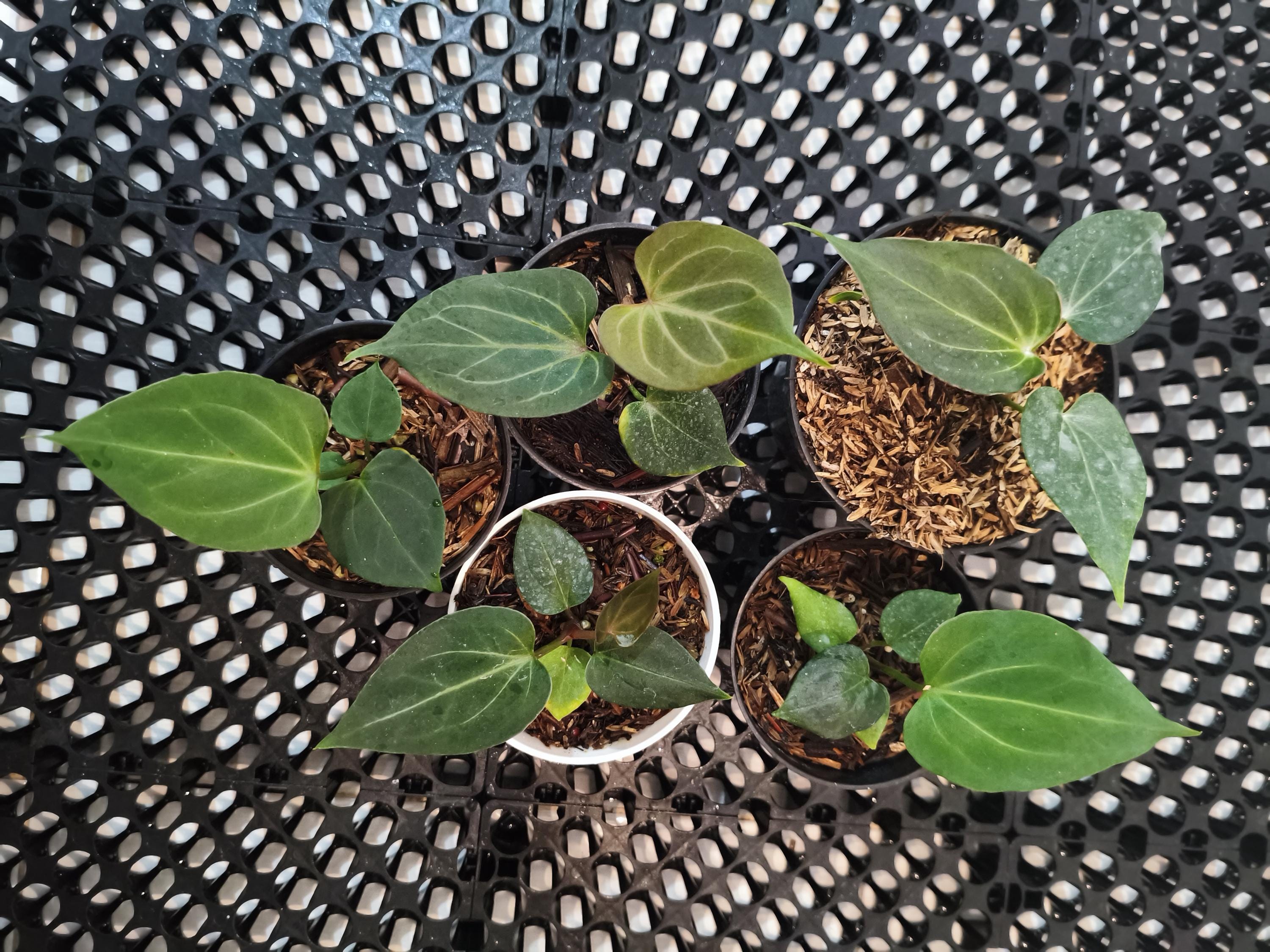 Anthurium King of Spades Butterfly | Anthurium HU | KOS | Best