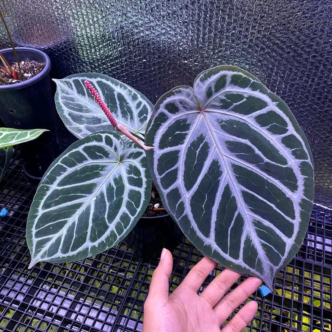 アンスリウム レッドタイガー | ラージサイズ | 植物検疫検査済み