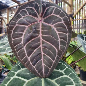 Puede incluir: Primer plano de una hoja de Anthurium, de color burdeos oscuro con venas blancas. Las venas están delineadas en rosa, creando contraste. La hoja en forma de corazón se encuentra encima de otra hoja verde. La imagen muestra los intrincados patrones de la planta.