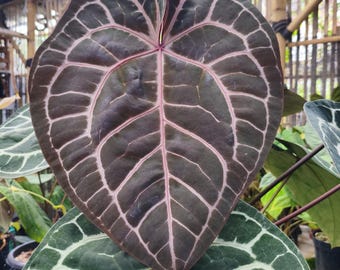 Anturio Michelle / fitosanitarios gratis / envío DHL Express