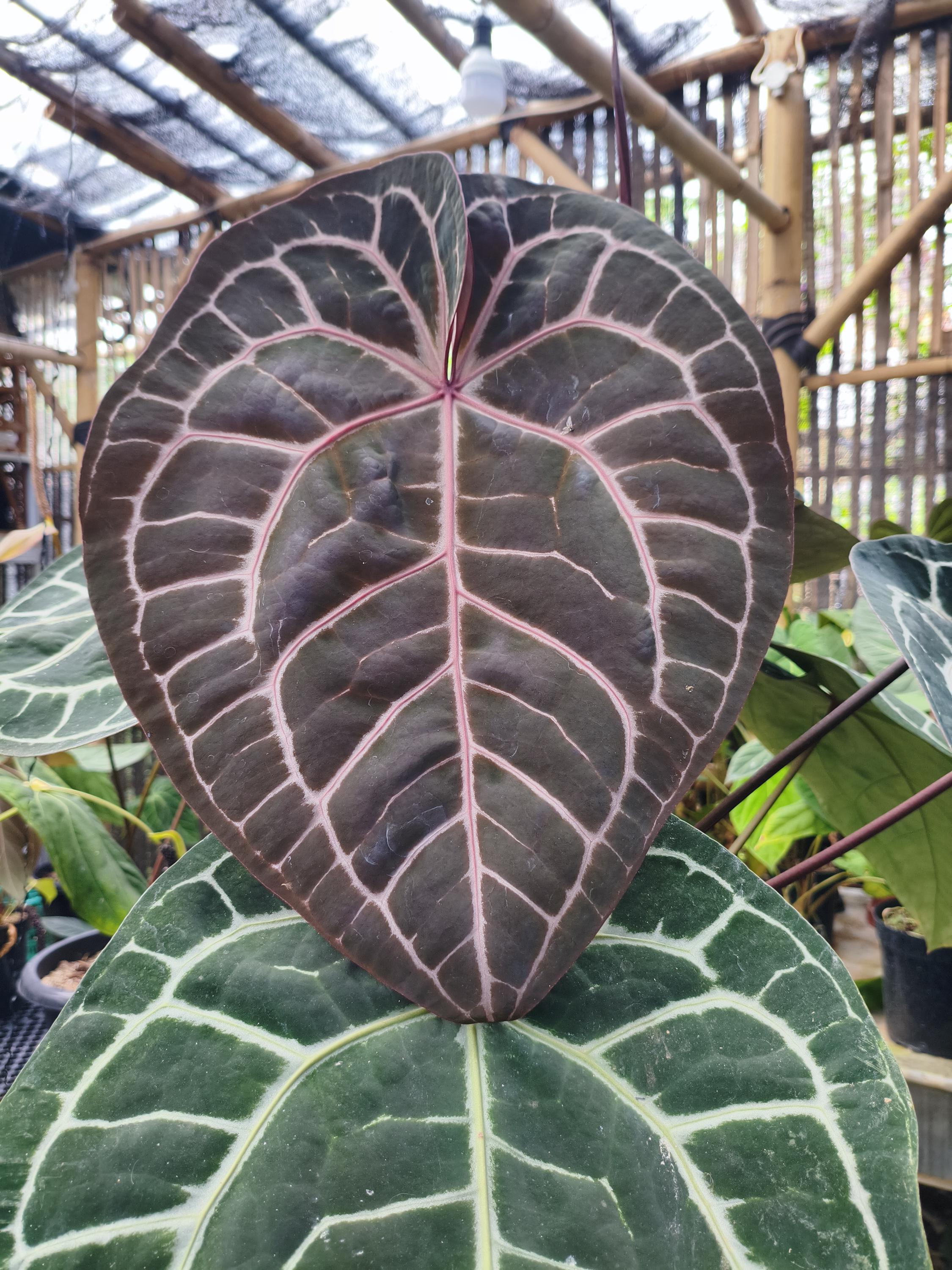 Anthurium zara x anthurium michelle - Etsy 日本