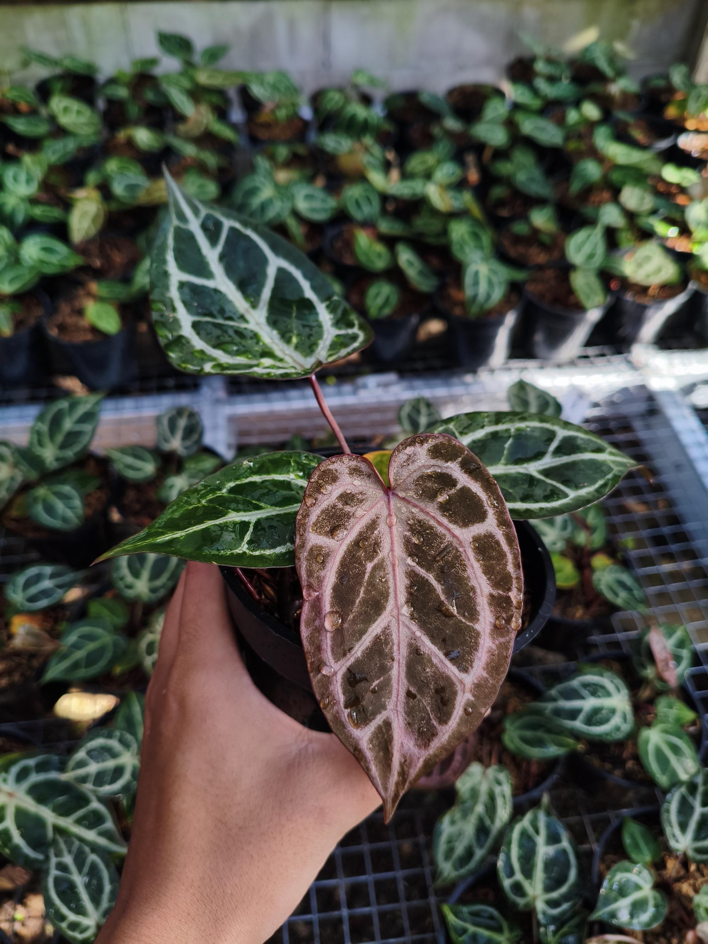 Anthurium Red Tiger From Mr. Haji Ulih | Best Seller Indonesia