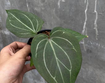 Anthurium King of Spades Butterfly | Anthurium HU KOS Live Plant