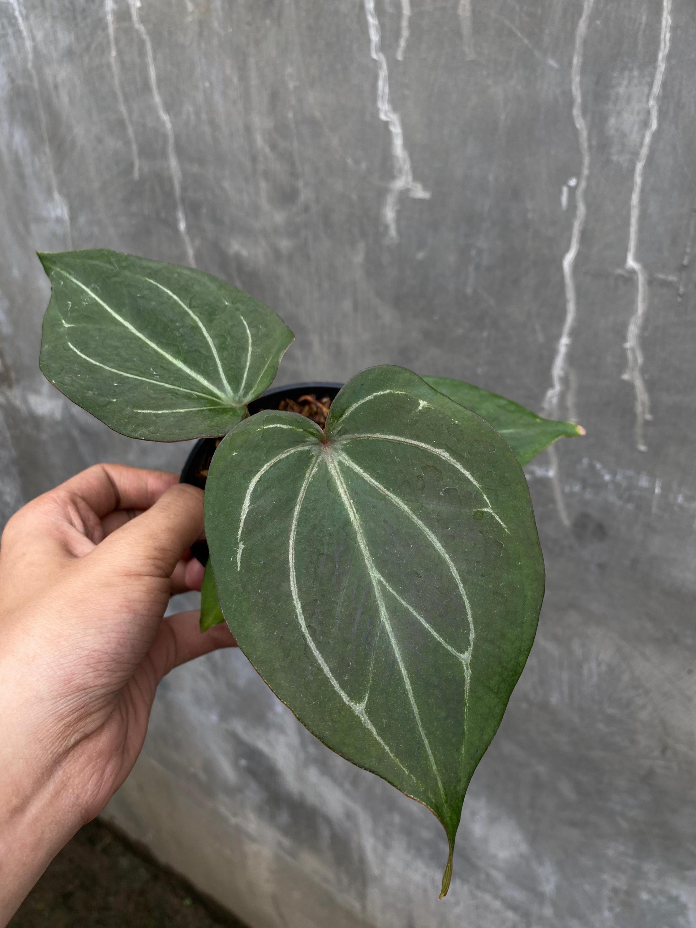 Anthurium King of Spades Butterfly | Anthurium HU | KOS