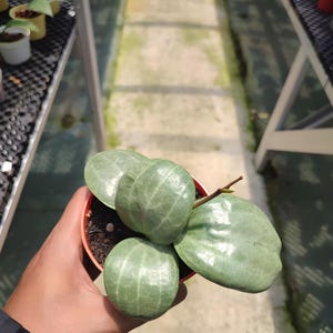 Hoya polyneura inner variegated - Etsy 日本
