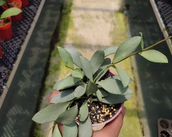 Hoya brevialata silver | Free Phytosanitary shipping via DHL express worldwide