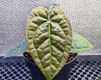 anthurium zara Michelle x luxurians | darmowa pielęgnacja fitosanitarna | wysyłka DHL Express