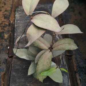 超激レア　ホヤ　グラブラ　シルバー Hoya glabra - Etsy 日本